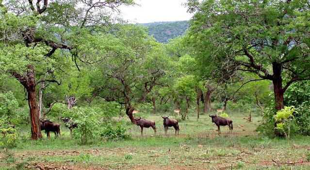 Mlawula Nature Reserve